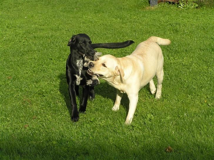 Blanding af racer Maggie - Min elskede Luna, ja vi deler lige et reb :O) billede 13