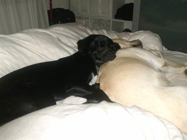 Blanding af racer Maggie - Best buddys. Deler gerne sengen med Luna ! :O) billede 6