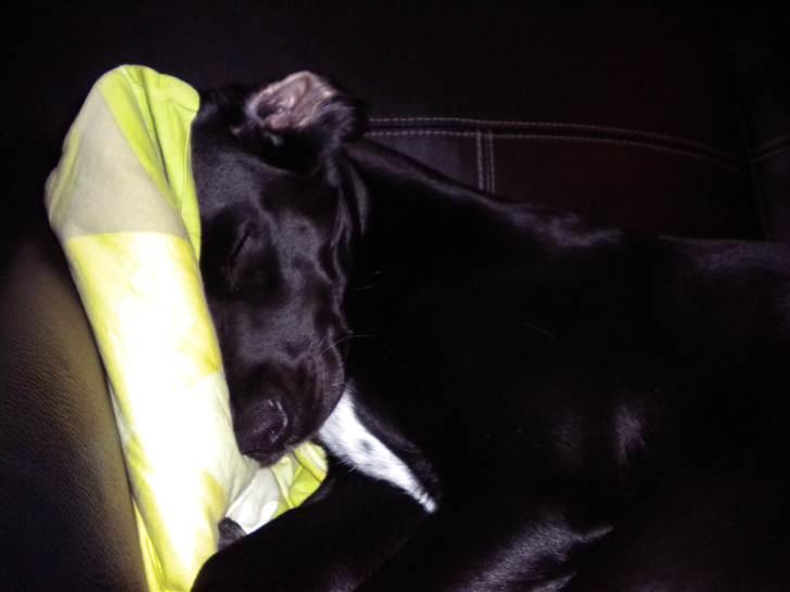 Blanding af racer Maggie - Ja man kan jo blive træt :O) billede 8