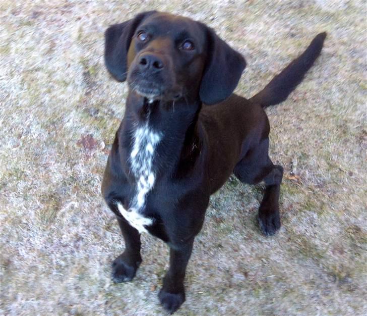 Blanding af racer Maggie - Gør mig virkelig umagen med at sitte pænt og kigge mor i øjnene ;O) billede 7