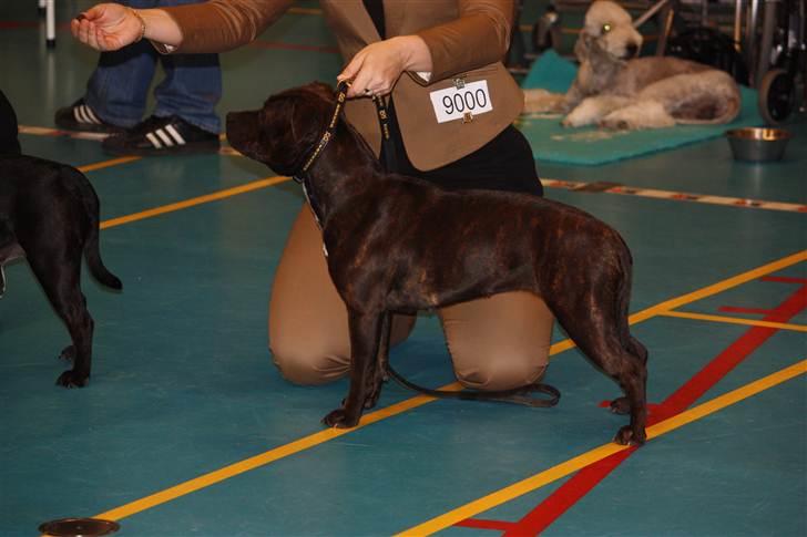 Staffordshire bull terrier Wenk Staffs Princess Coya - Udstilling i Næstved.... Coya 14,5mdr billede 16