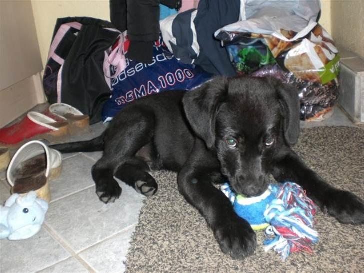 Blanding af racer Walther - Min ynglingsbold!! Kun min bold :D billede 15