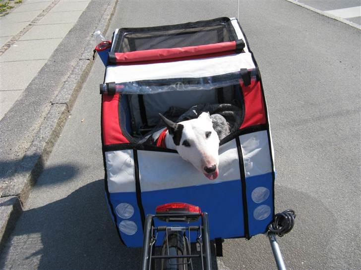 Bullterrier Sonja aka Dina Diamant billede 12