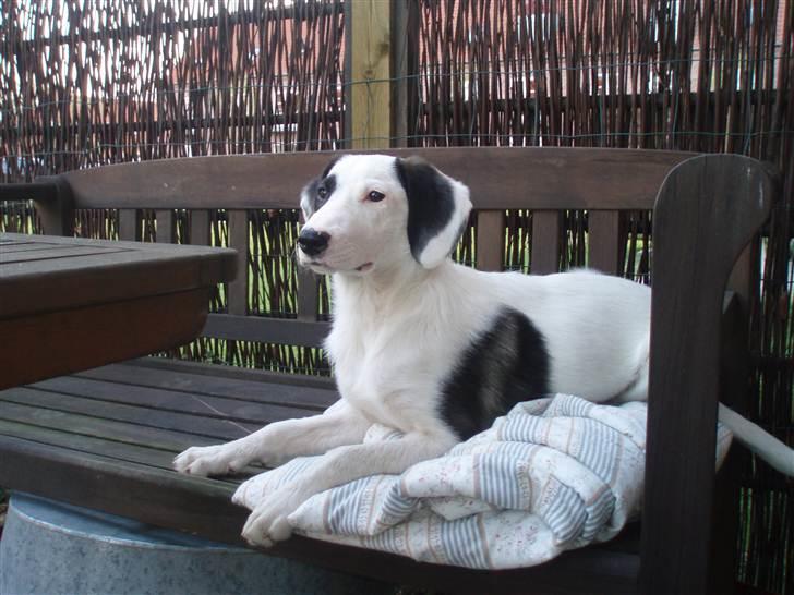 Blanding af racer Snehvalpen Maddie billede 7