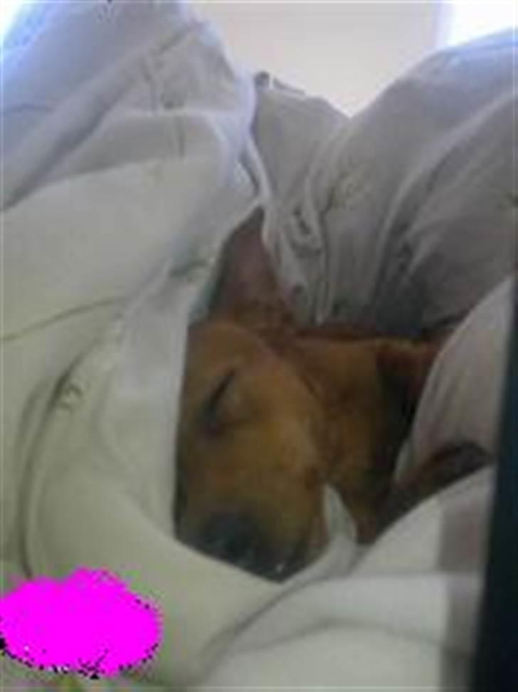 Dvaergpinscher Bailey billede 16