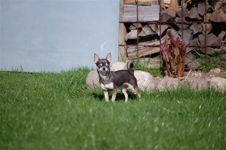 Chihuahua Anpalas Snow Angel ~ Zoie billede 15