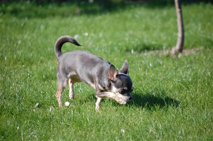 Chihuahua Anpalas Snow Angel ~ Zoie billede 16