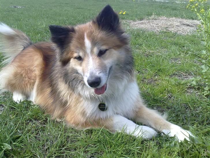 Islandsk fårehund Linus billede 12
