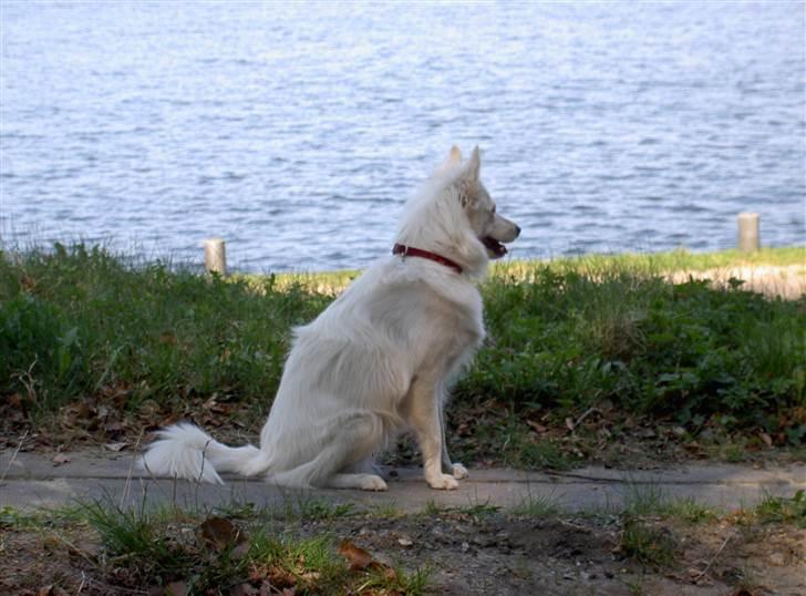 Dansk Spids Frida (Abby) - Så er udsigten over Silkeborg søerne bare dejlige billede 17