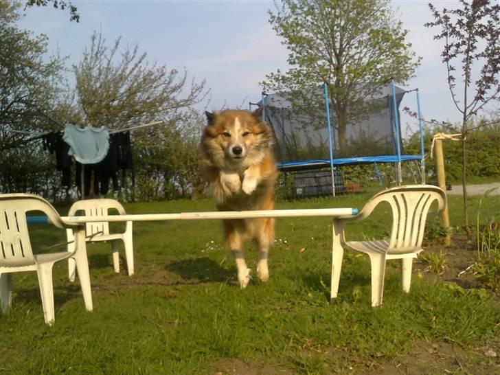 Islandsk fårehund Linus billede 13