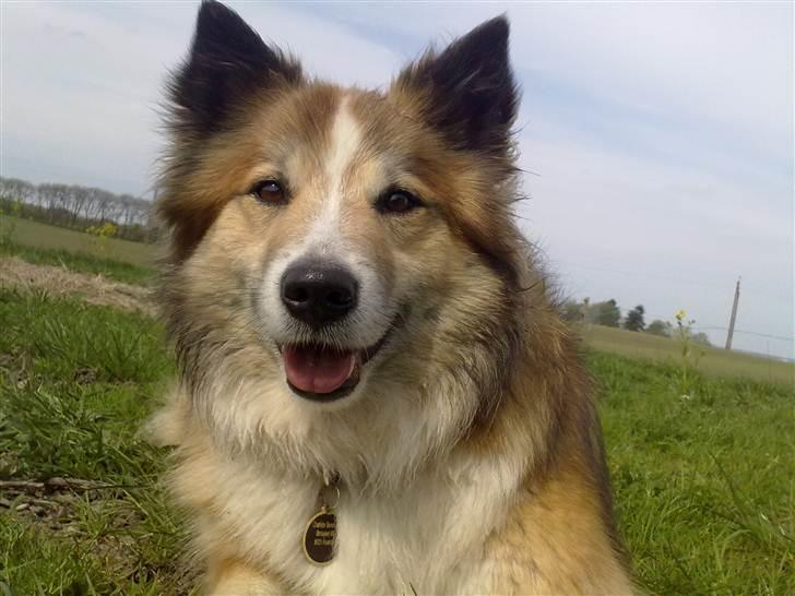 Islandsk fårehund Linus billede 14