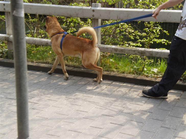 Blanding af racer Batman AKA Batte billede 14