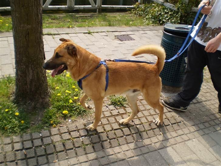 Blanding af racer Batman AKA Batte billede 15