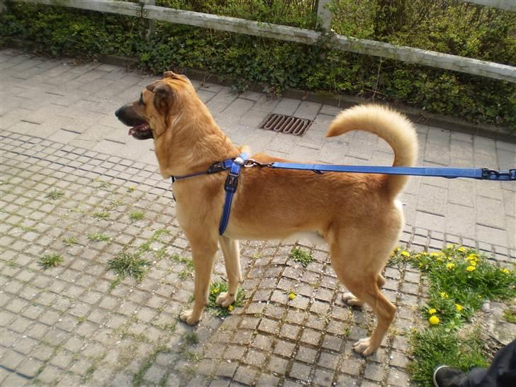 Blanding af racer Batman AKA Batte billede 16