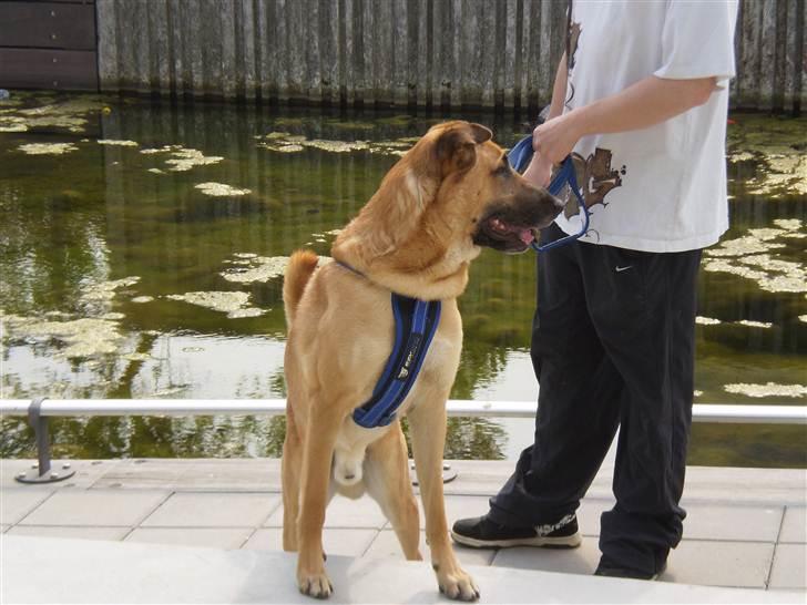 Blanding af racer Batman AKA Batte billede 17