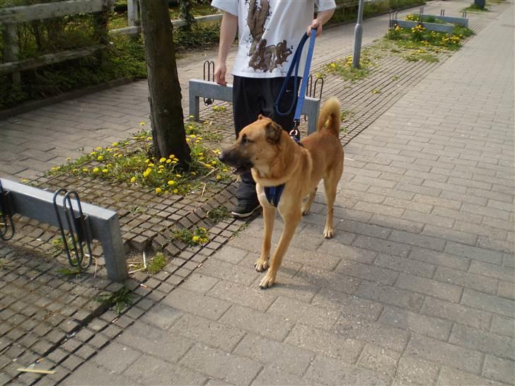 Blanding af racer Batman AKA Batte billede 18