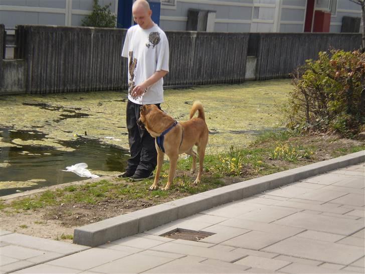 Blanding af racer Batman AKA Batte billede 19