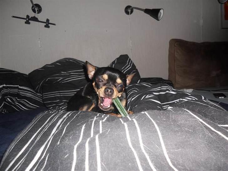 Chihuahua | Tyson - Mmmh - børster lige tænder! :D billede 3