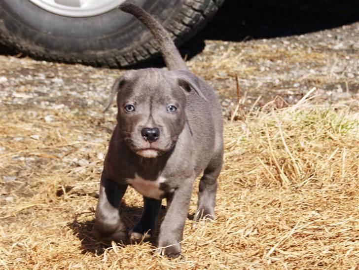 Staffordshire bull terrier Blue Gentle Bull billede 1