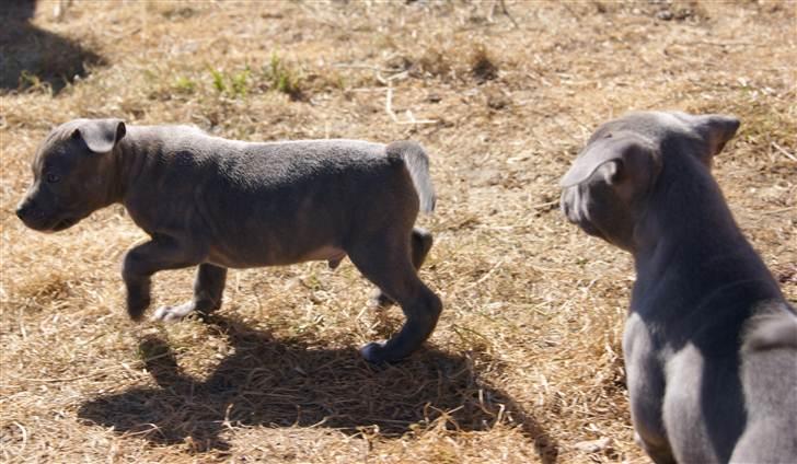 Staffordshire bull terrier Blue Gentle Bull billede 2