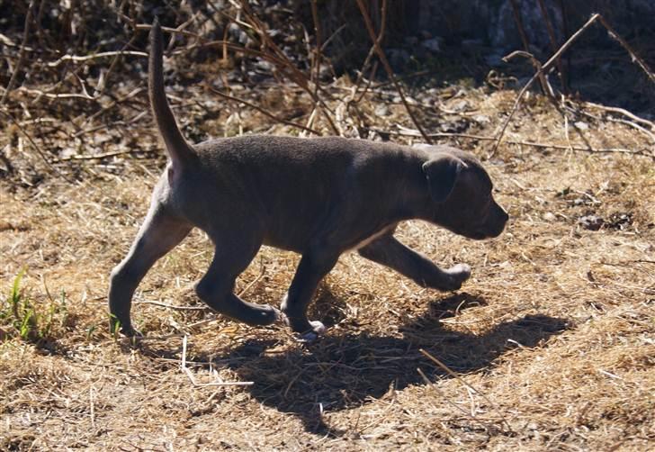 Staffordshire bull terrier Blue Gentle Bull billede 3