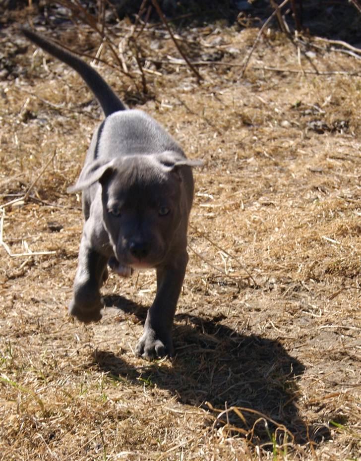 Staffordshire bull terrier Blue Gentle Bull billede 4