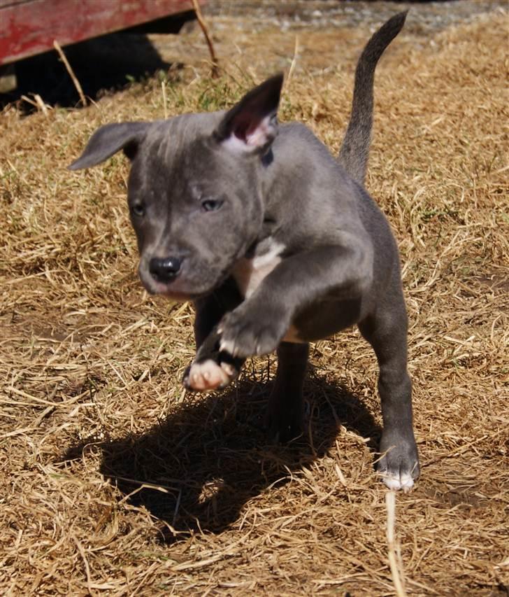Staffordshire bull terrier Blue Gentle Bull billede 5