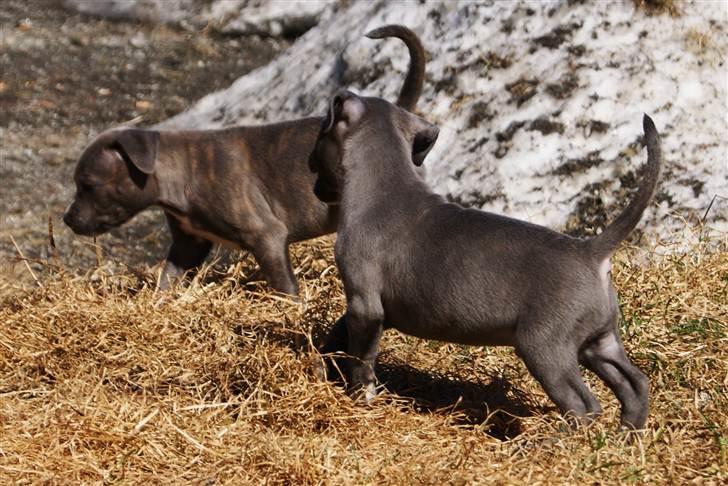 Staffordshire bull terrier Blue Gentle Bull billede 6