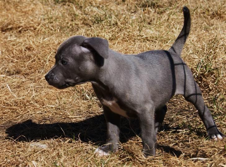 Staffordshire bull terrier Blue Gentle Bull billede 7