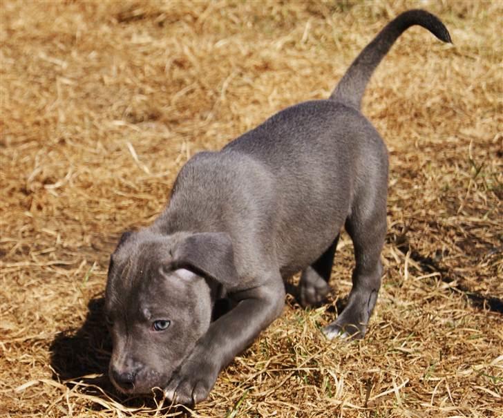 Staffordshire bull terrier Blue Gentle Bull billede 8