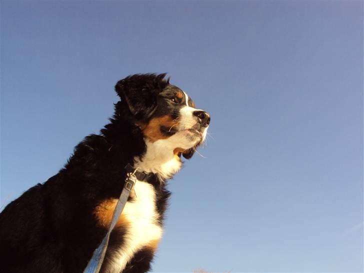 Berner sennenhund Selma billede 5