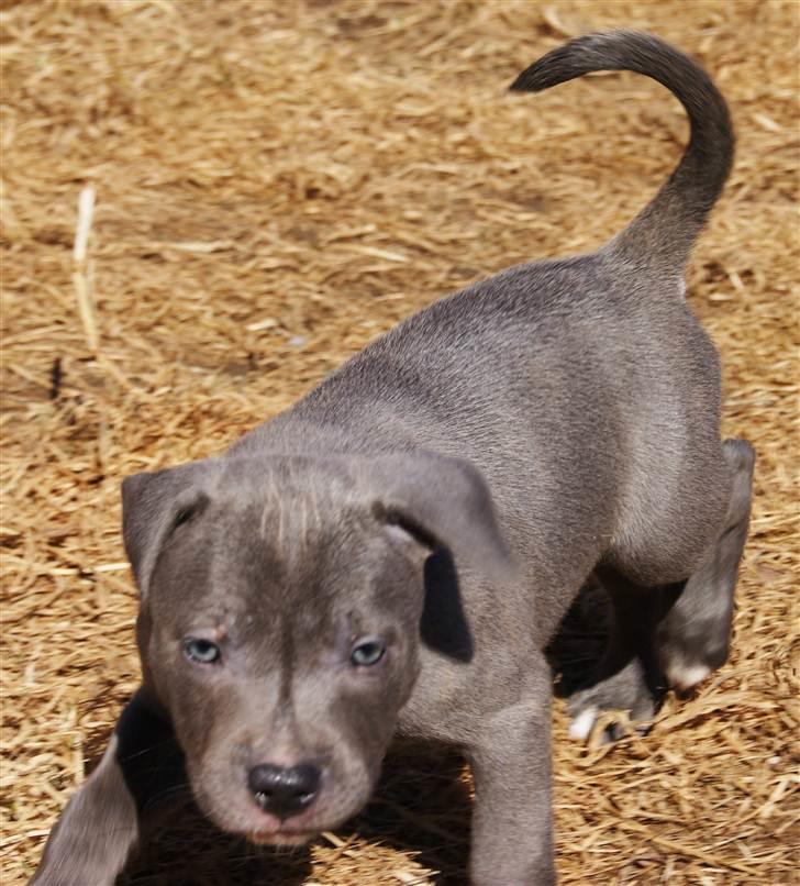 Staffordshire bull terrier Blue Gentle Bull billede 9