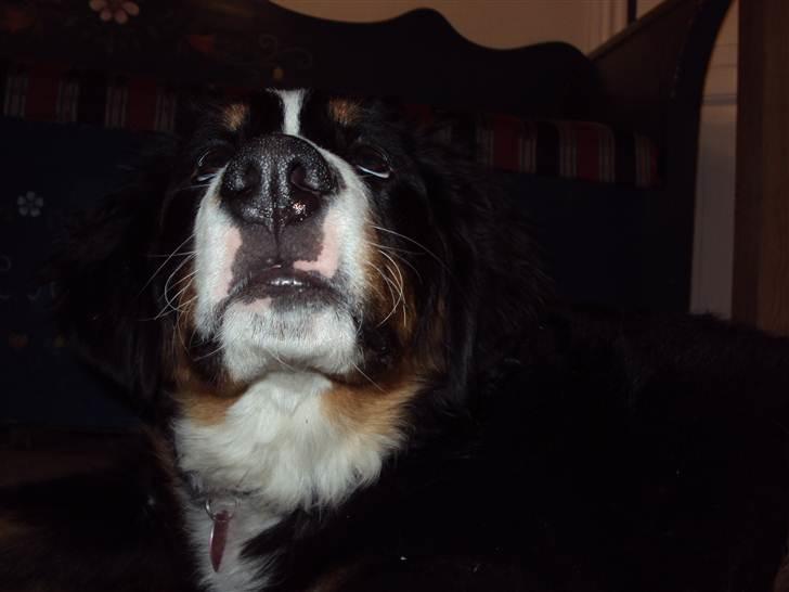 Berner sennenhund Selma billede 10