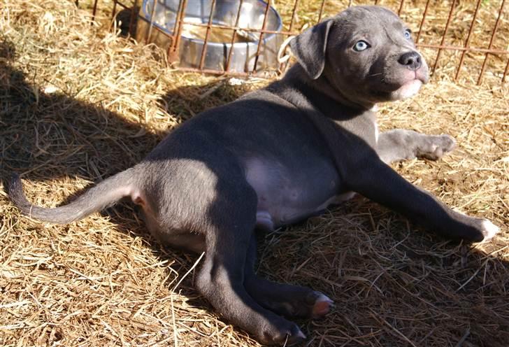 Staffordshire bull terrier Blue Gentle Bull billede 10