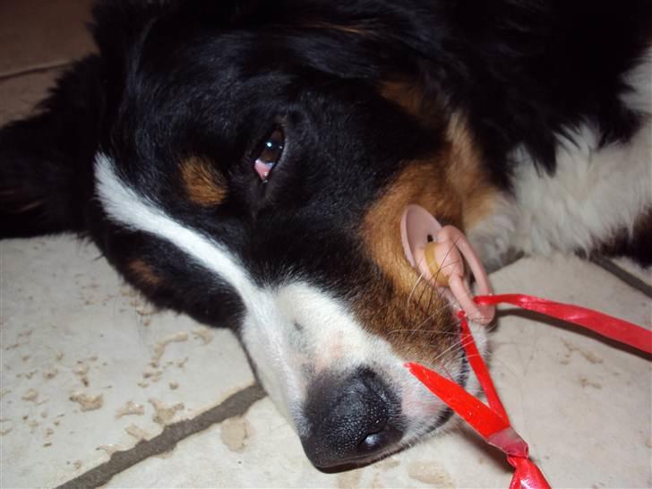 Berner sennenhund Selma billede 11