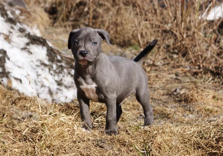 Staffordshire bull terrier Blue Gentle Bull billede 11
