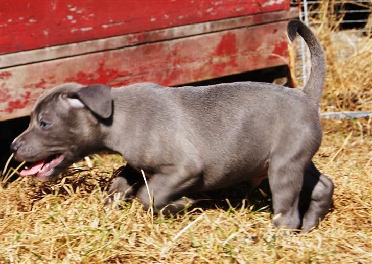 Staffordshire bull terrier Blue Gentle Bull billede 12