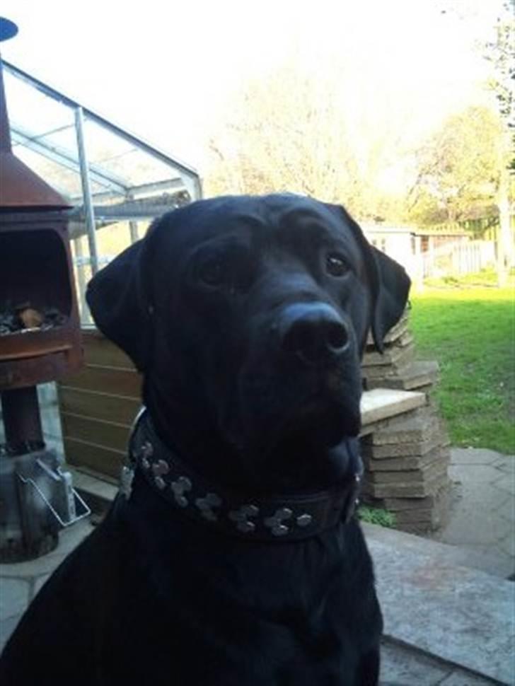 Blanding af racer Rocky billede 19