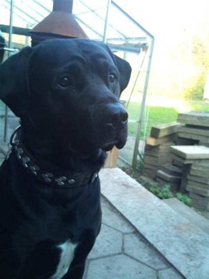 Blanding af racer Rocky billede 20