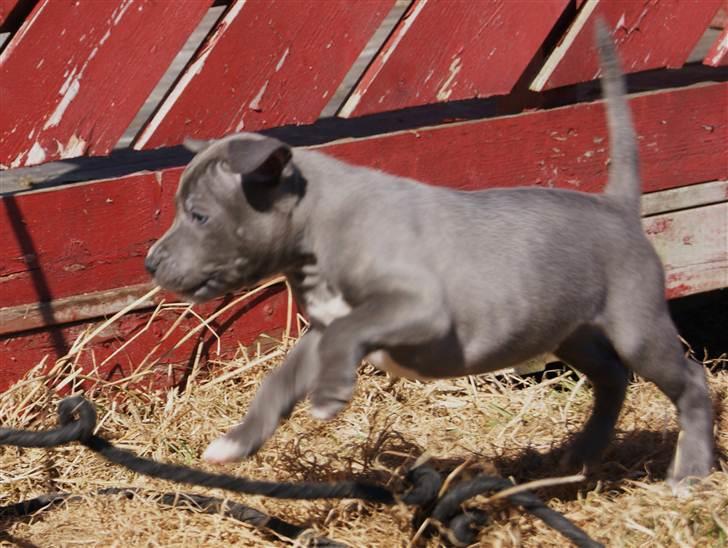 Staffordshire bull terrier Blue Gentle Bull billede 13
