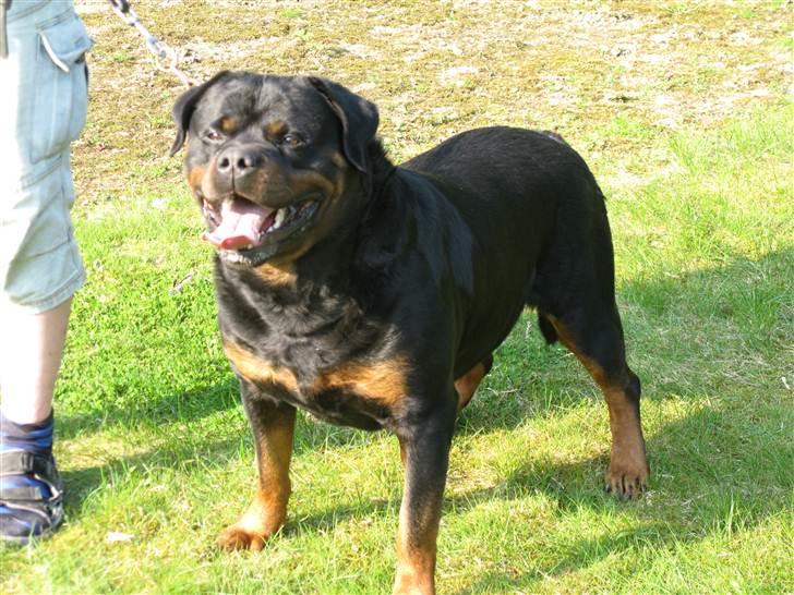 Rottweiler Zuma´s Don Benito billede 6