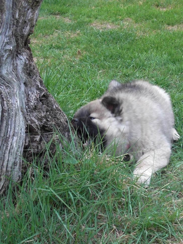 Eurasier Gin Gin - (10) 27april2011<3 billede 10