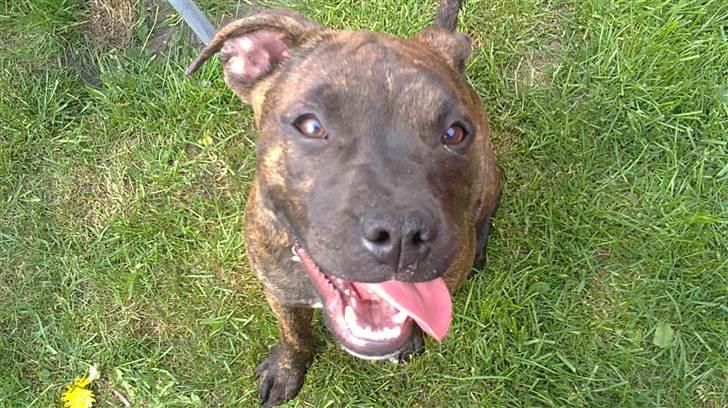 Staffordshire bull terrier Indra - Haaarj Mor , jeg er i fuld gang med at lege ! 
- men kan lige nå at smile inden jeg må løbe videre ;) billede 7