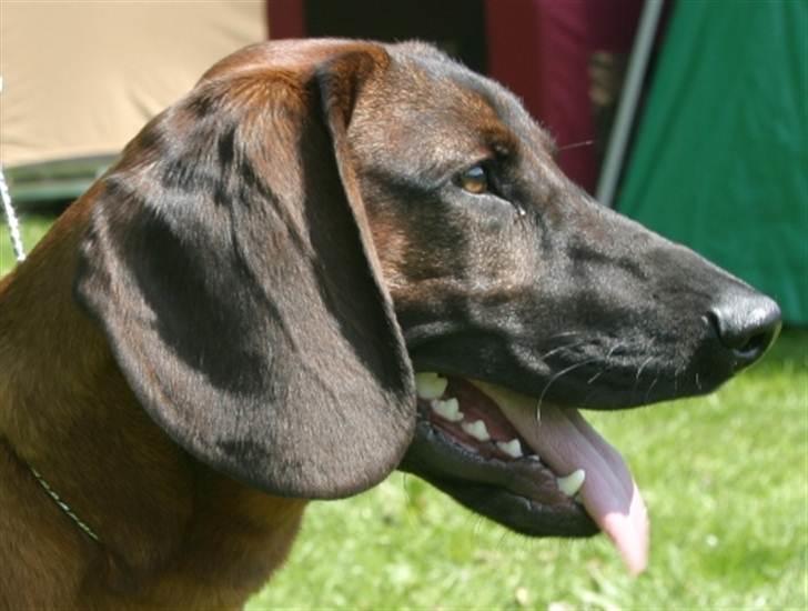 Bayersk bjergsschweisshund Soffies bomerang (bændt) billede 1