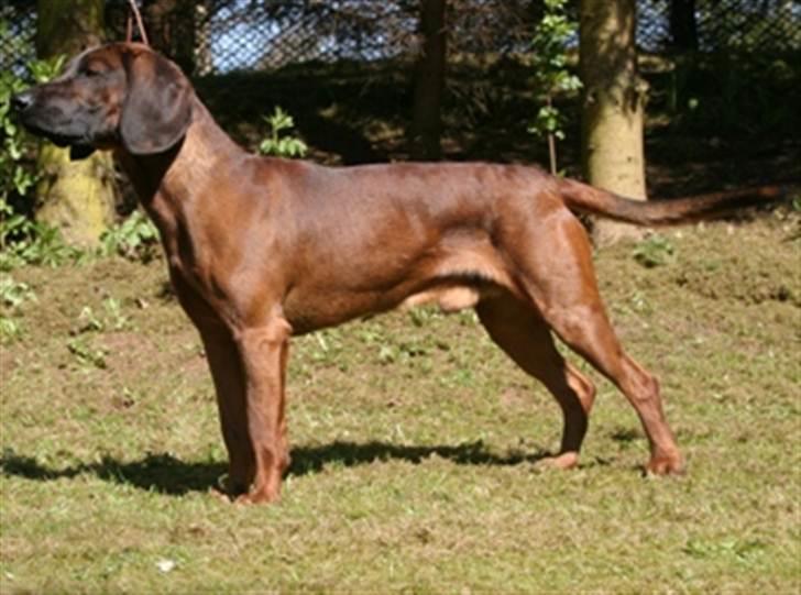 Bayersk bjergsschweisshund Soffies bomerang (bændt) billede 2