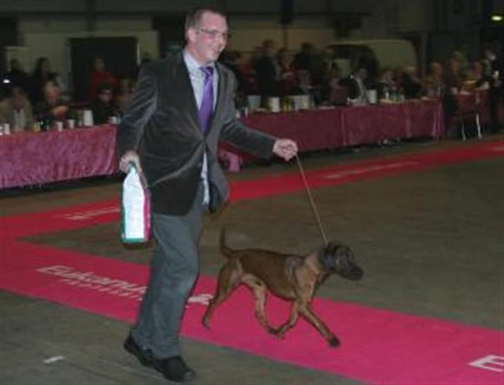 Bayersk bjergsschweisshund Soffies bomerang (bændt) billede 3