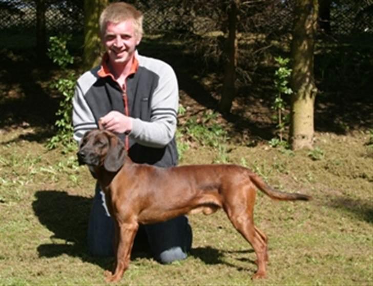 Bayersk bjergsschweisshund Soffies bomerang (bændt) billede 4