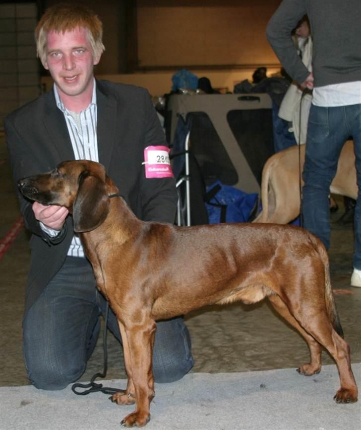 Bayersk bjergsschweisshund Soffies bomerang (bændt) billede 5