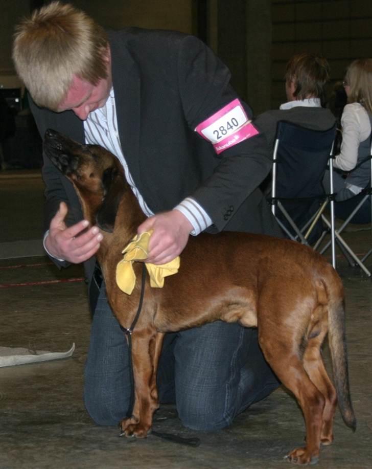 Bayersk bjergsschweisshund Soffies bomerang (bændt) billede 6
