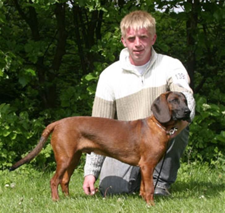 Bayersk bjergsschweisshund Soffies bomerang (bændt) billede 7